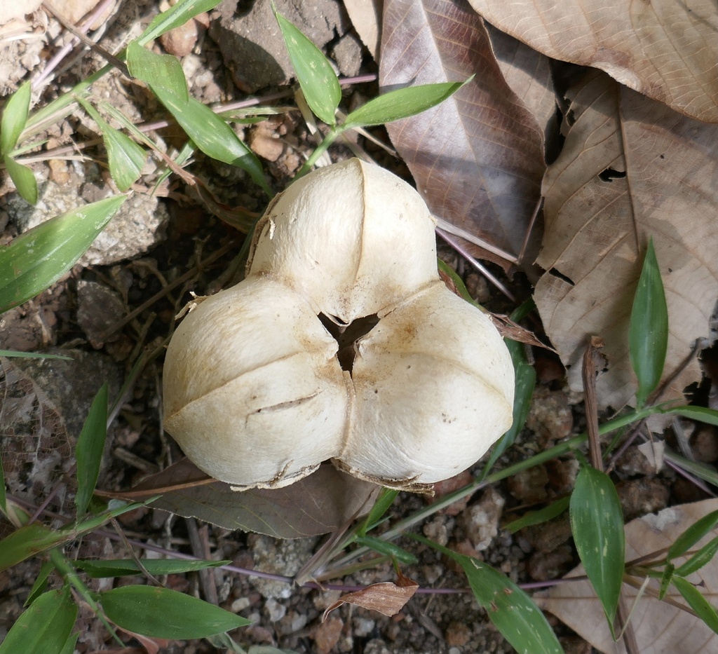 Foto de Seringueira