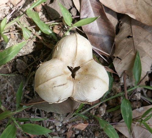 Seringueira