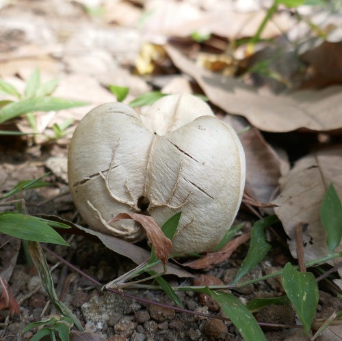 Foto de Seringueira