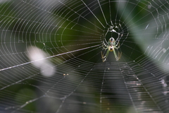 Leucauge argyrobapta