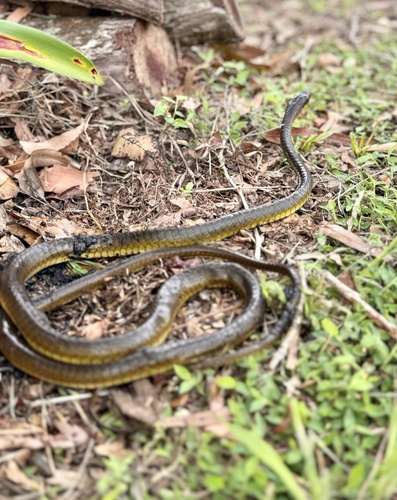 Common Tree Snake sighting