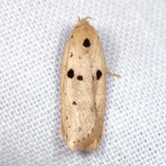 Scythropiodes issikii