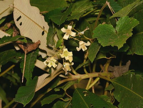 Clematis buchananiana observed 2024-11-06