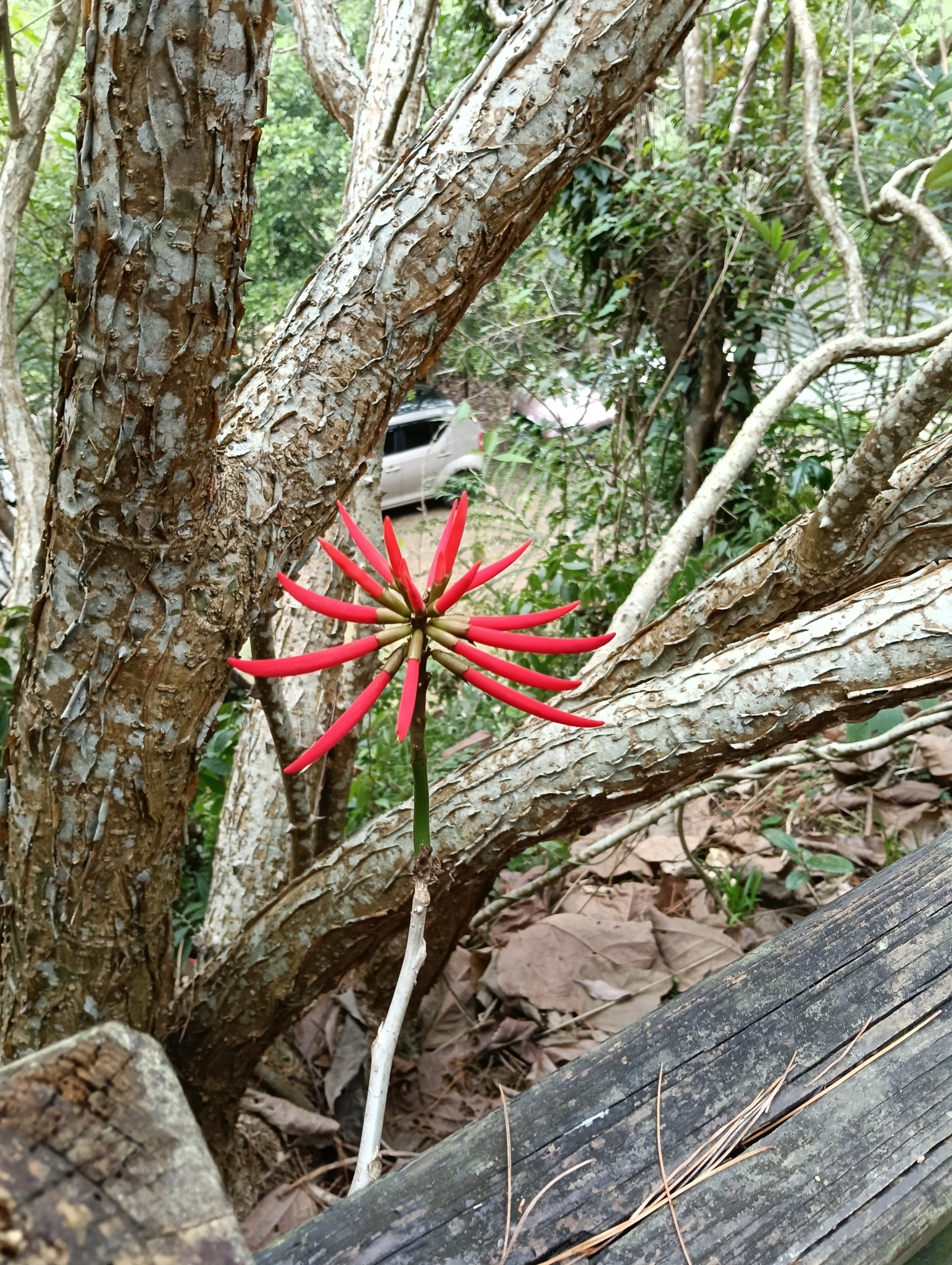 Imagem de Mulungu