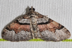 Xanthorhoe labradorensis