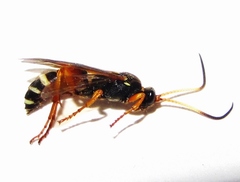 Ichneumon ambulatorius