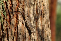 Sceloporus edbelli