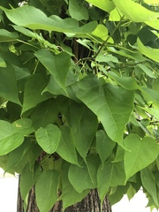 Catalpa speciosa