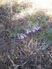 Ipomopsis multiflora