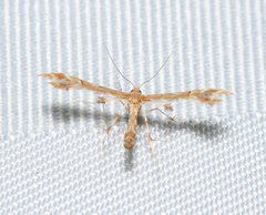Geina periscelidactylus