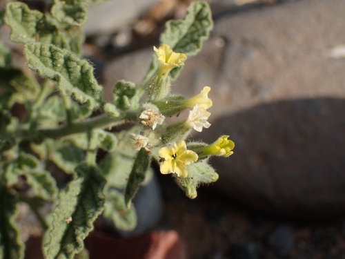 Image of Heliotropium arbainense by (c) Mahomed Desai, some rights reserved (CC BY)