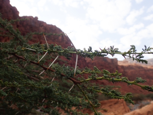 Image of Vachellia gerrardi by (c) Mahomed Desai, some rights reserved (CC BY)