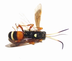 Ichneumon ambulatorius