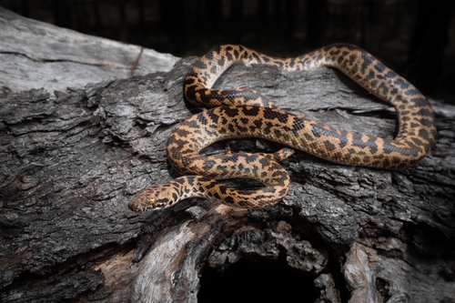 Spotted Python sighting