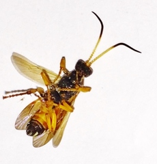 Ichneumon ambulatorius