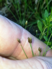 Eleocharis microformis