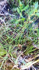 Eleocharis microformis