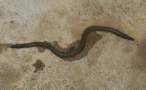 Sirumalai Hills Earth Snake