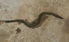 Sirumalai Hills Earth Snake photo 2