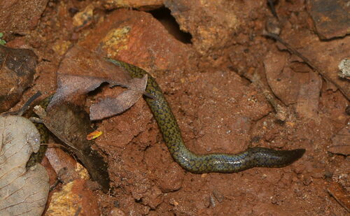 Sirumalai Hills Earth Snake