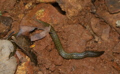 Sirumalai Hills Earth Snake photo 1