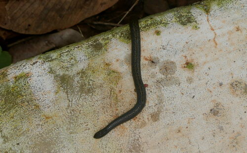 Photo of a Sirumalai Hills Earth Snake (Uropeltis dindigalensis)