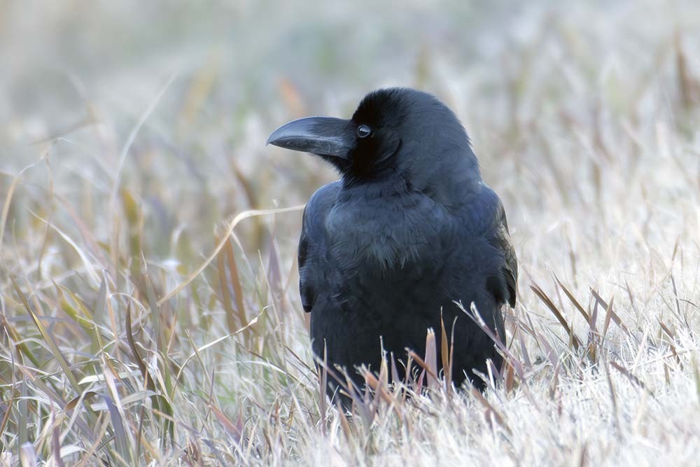 January Crow Large-billed Crow from 日本、〒206-0021 東京都多摩市連光寺 on January 18, 2025 at 07 ...