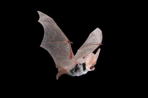 Spotted Bat photographed in Arizona