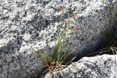 Juncus drummondii