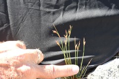 Juncus drummondii