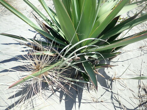 Yucca gloriosa