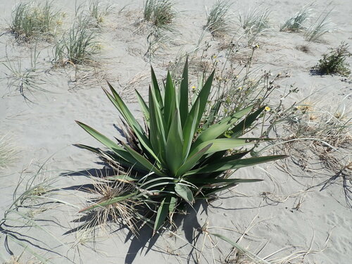 Yucca gloriosa