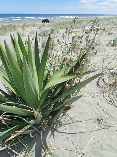 Yucca gloriosa