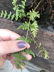 Woodsia obtusa