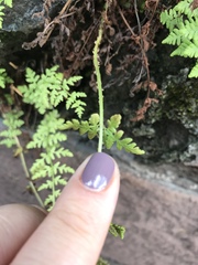Woodsia obtusa