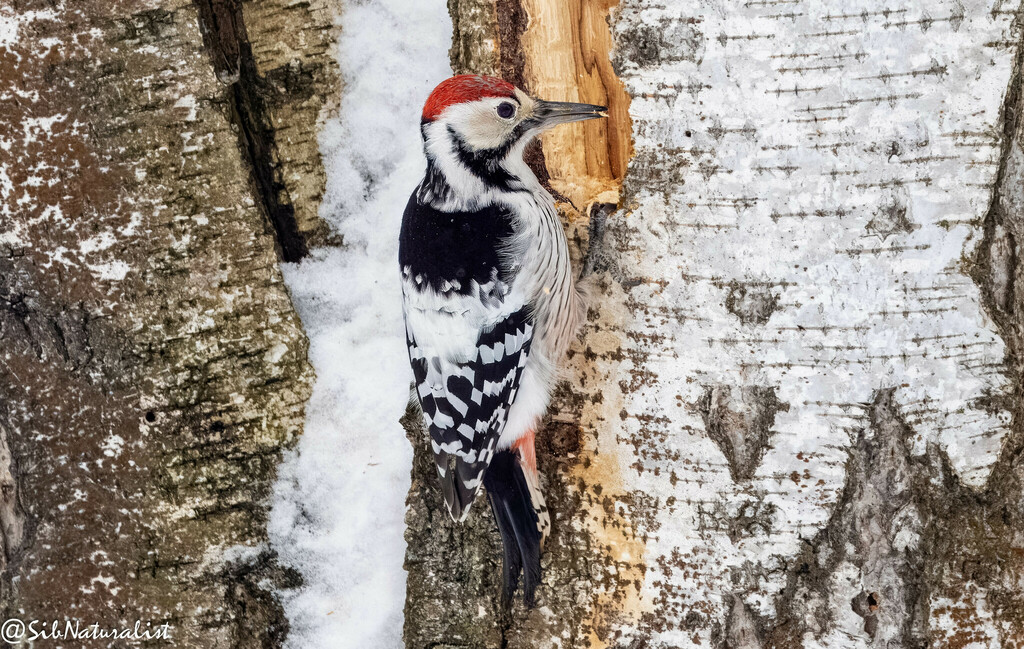 White-backed Woodpecker photo