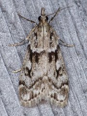 Eudonia vivida