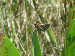 Hesperia assiniboia