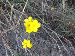 Talinum polygaloides