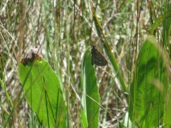 Hesperia assiniboia