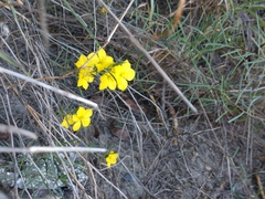 Talinum polygaloides