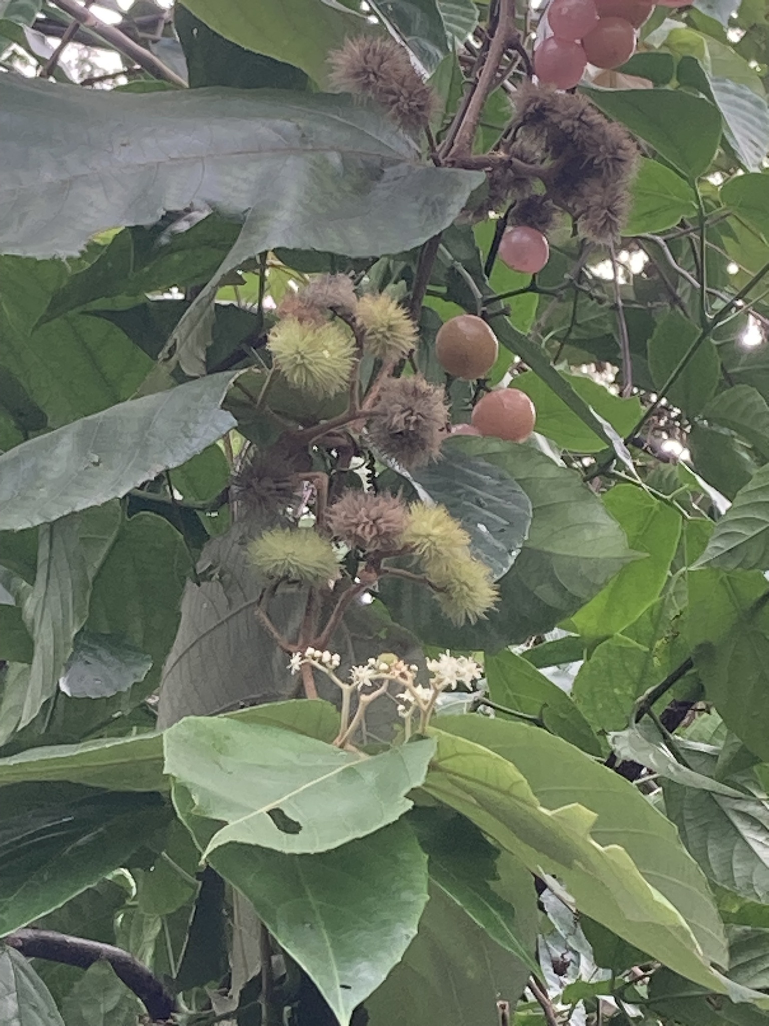 Imagem de Sete-capotes