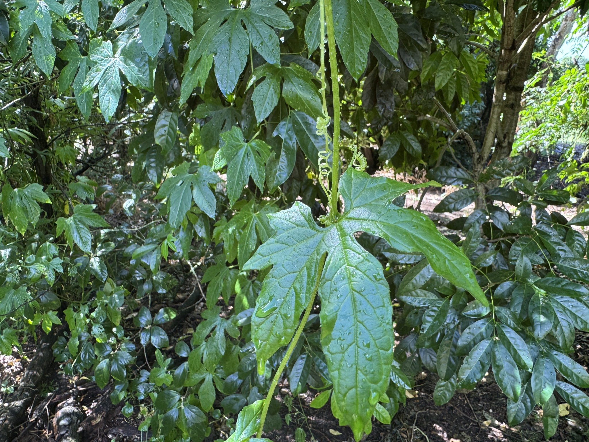 Imagem de Melancia-de-papagaio