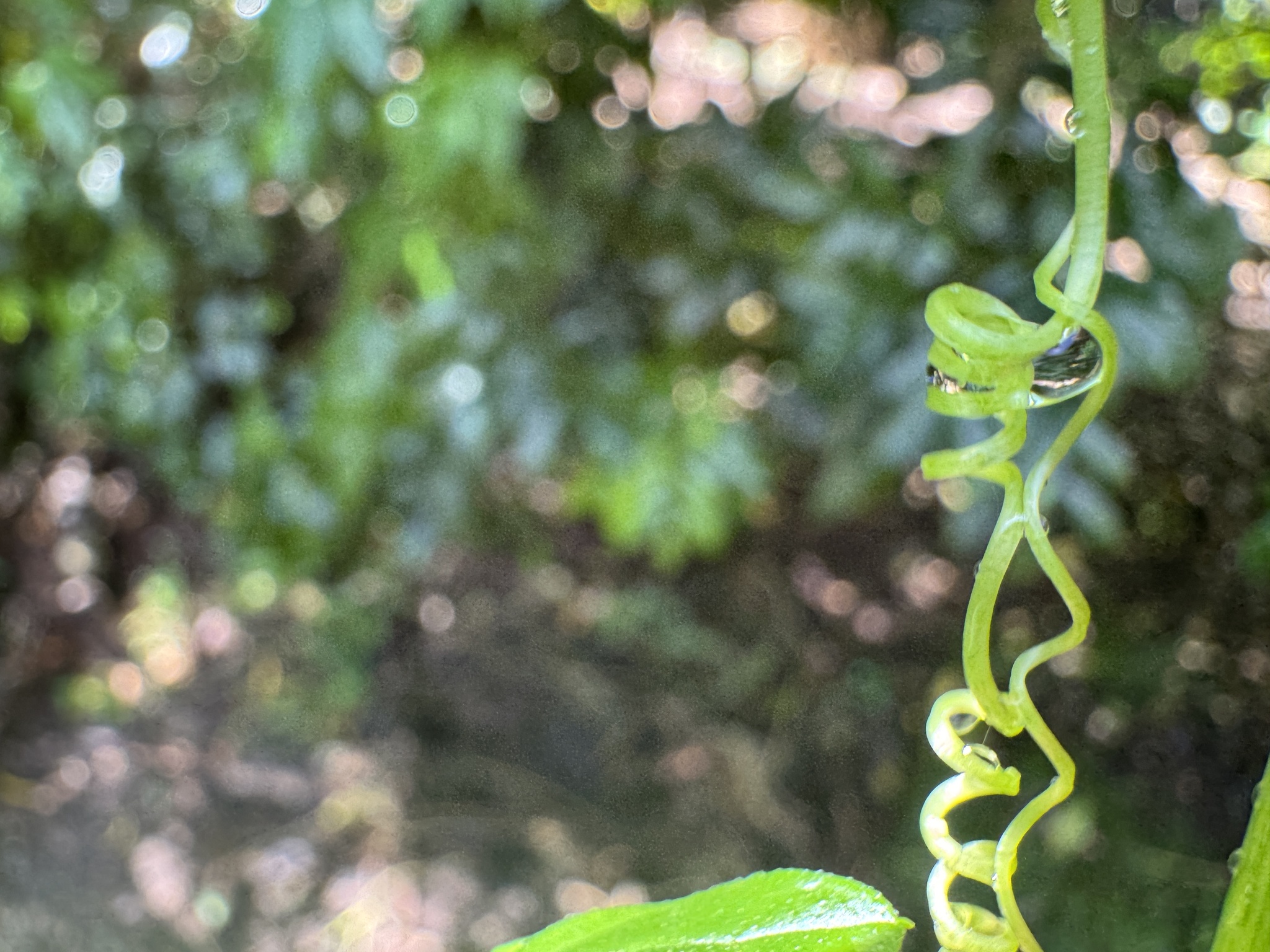 Imagem de Melancia-de-papagaio