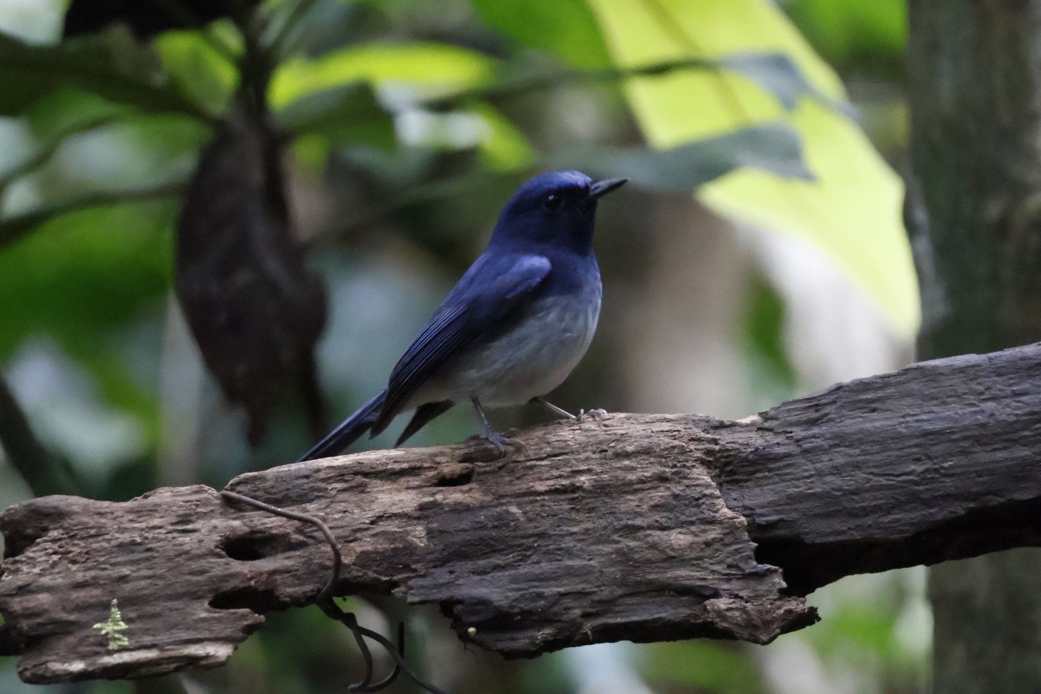 Hainan Blue Flycatcher (Cyornis hainanus), photo 10