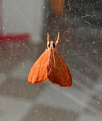 Glaphyria peremptalis