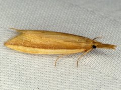 Donacaula albicostellus