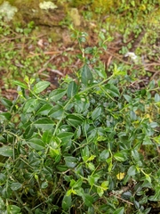 Prinsepia scandens
