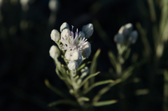 Jurinea stoechadifolia