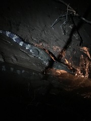 Paleosuchus trigonatus